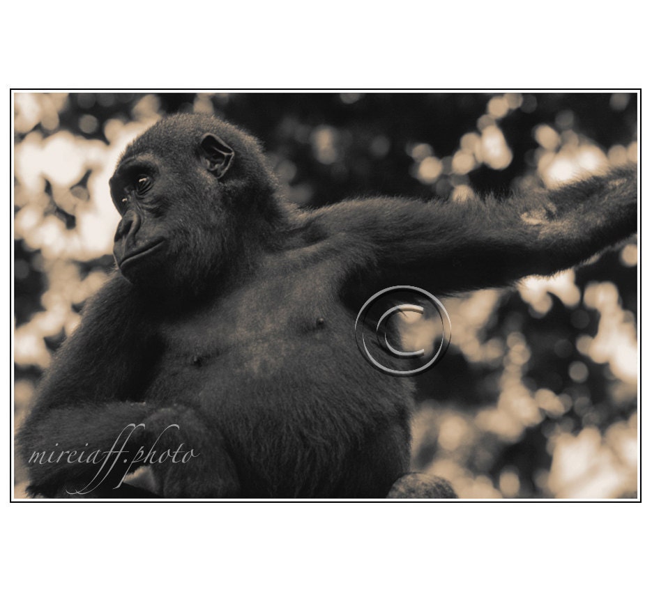 Photo of lowland gorilla. Portrait of primate in sepia. Africa wildlife. Nature wall art decor. Portrait of gorilla printing. Cameroon.