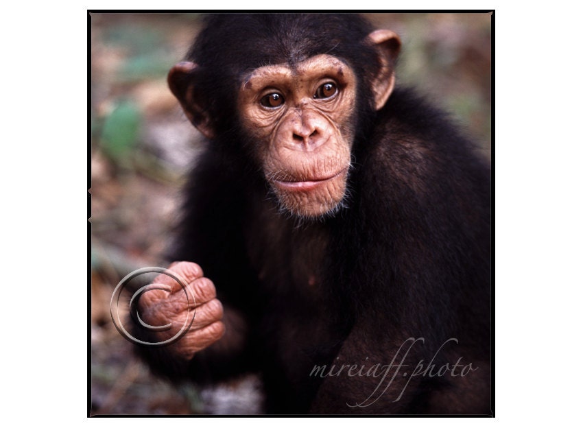 Photo of chimpanzee. Animal portrait print. Square primate picture. African wildlife. Primates sanctuary in Africa. 7x7 inches. Cameroon.