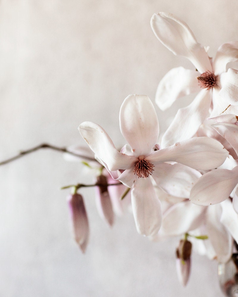 Magnolia no. 4331