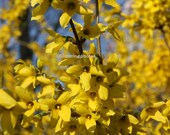 Forsythia Explosion Fine Art Photograph Print 8 x 10 Glossy
