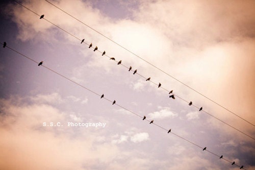 Bird Photo. "Dreamy" 8.5x11 inch. Birds on Wire. Pink. Purple. Sweet. Girly. Pale. Soft. Iridescent. vintage