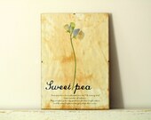 Pressed Flowers- Sweet Pea in Frame (3) - regularhome