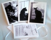Cat notecards 1