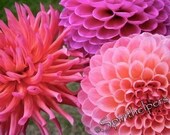 Pink Dahlias, Beautiful Summer Flowers