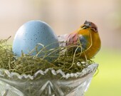 Cascarones (Confetti Eggs), TWO DOZEN, Robin's Egg Blue, Perfect for Wedding Favors