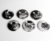 Cat Button Magnets