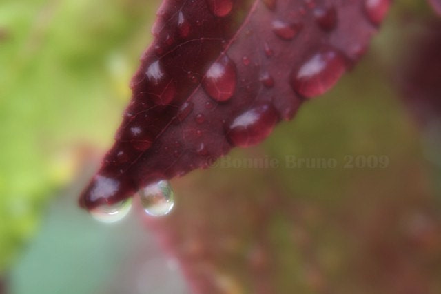 Raindropped 8x10 Fine Art Photo Print - affordable home decor