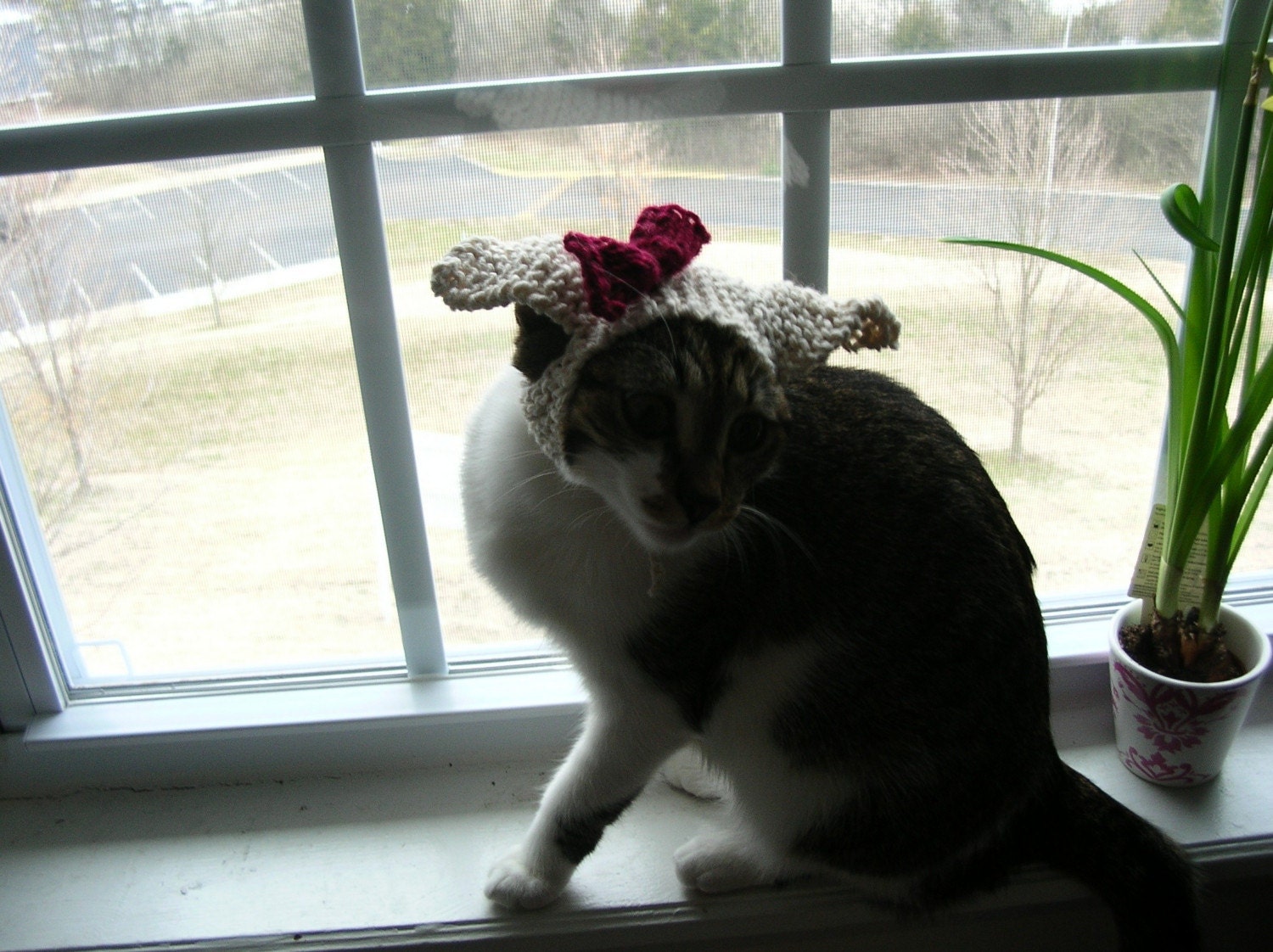 Little Bunny Eared Cat Hat