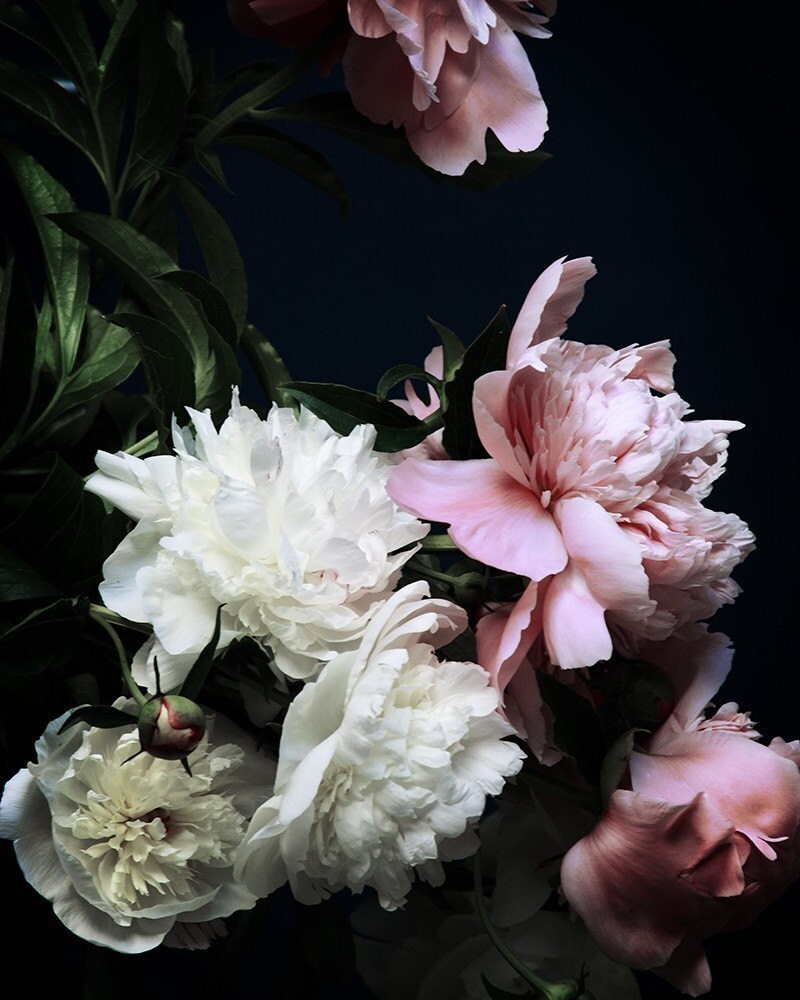 Peony no. 3240