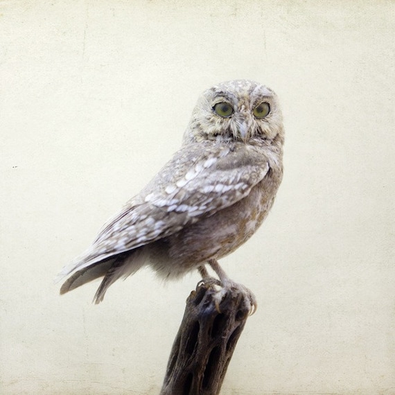 Owl photograph - Intelligent Design - Fine art bird photograph - Nature photography - Bird in pale winter ivory white