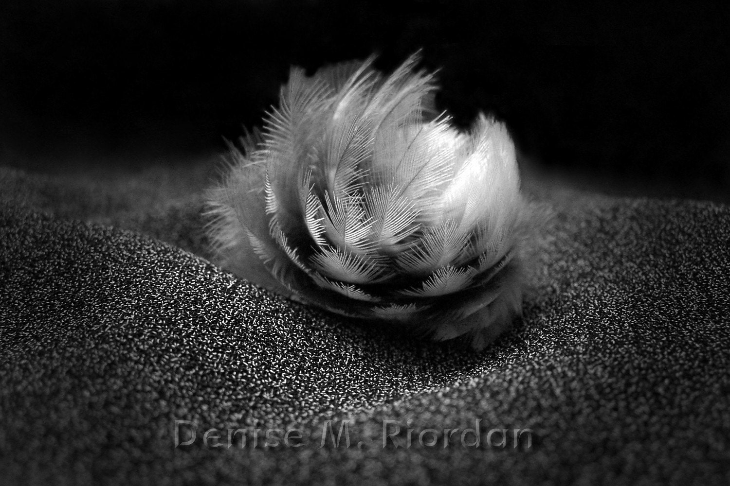 Feather Rose - 11x14 Art Photograph