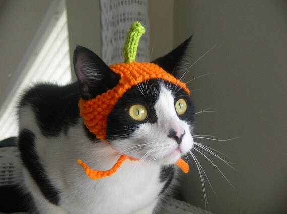 Simple Pumpkin Cat Hat