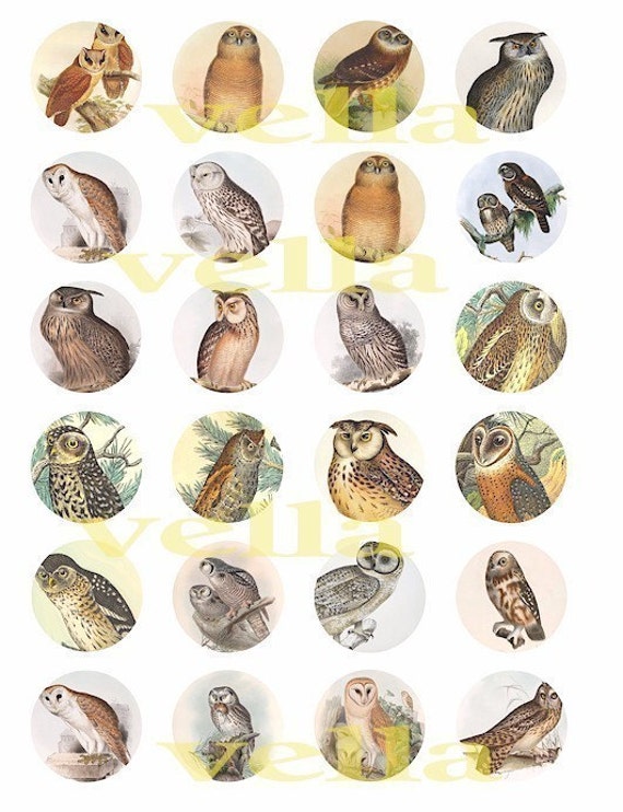 vintage owl clip art - photo #17