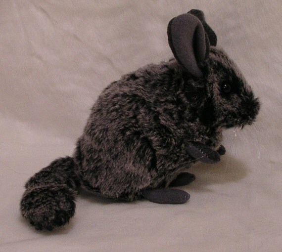 Fitzroy the Chinchilla