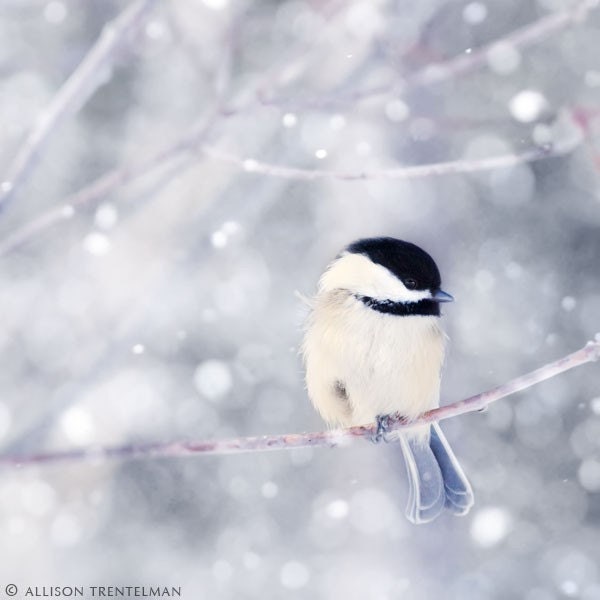 Bird Print - Fine Art Photograph - Winter Photo - Bird Photography - Animal Wall Art - Winter Bird Photo - "Chickadee in Snow No. 10"
