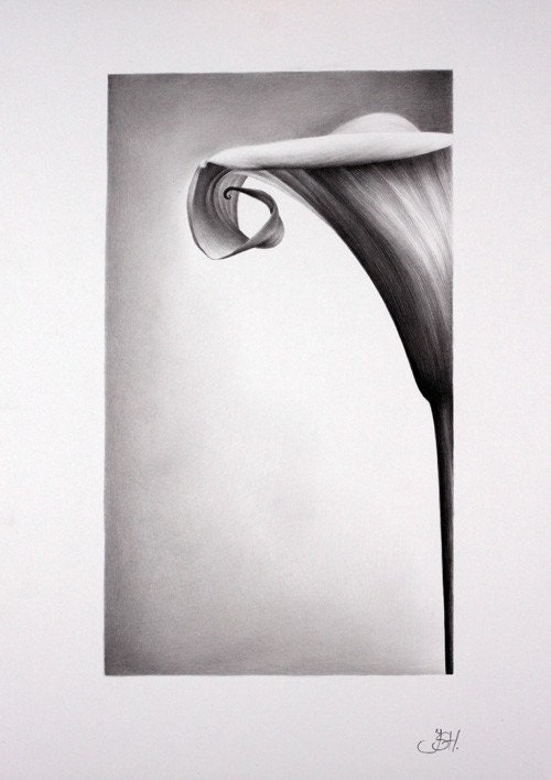 Still Life Flower Calla Lily Pencil Drawing Fine Art Print Signed by Artist