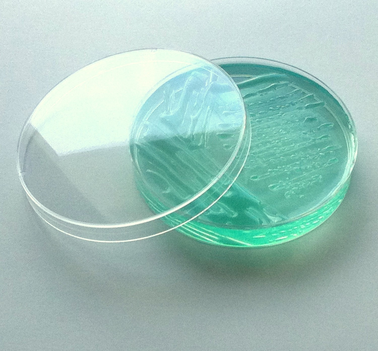 Soap - Teal P. aeruginosa in a Petri Dish (Grape)