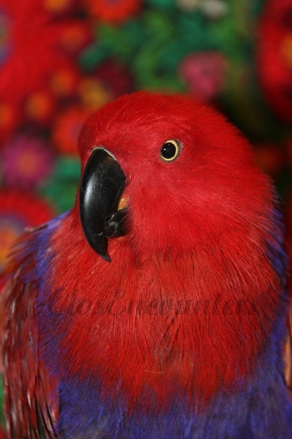 Victoria - Notecard - Fine Art Photograph Eclectus Parrot Portrait Red and Purple Bird Large Blank Card
