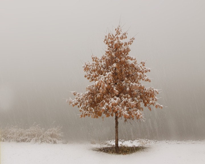 Silver White  Snow Art Photograph Winter Landscape Photography 8x10 Fine Art Photograph