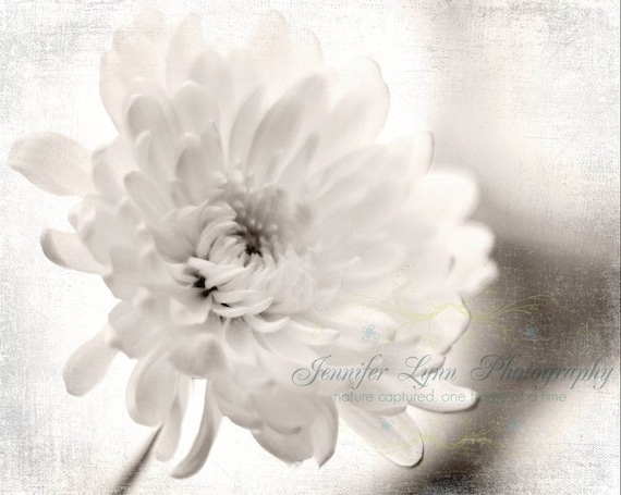 On Sale / Side Glances / IN STOCK / 5x7 Fine Art Photograph / black and white / daisy / flower / spring