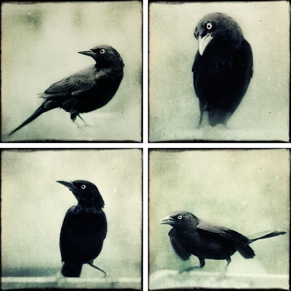 SALE - Grackles Print Set - Gothic Photos - Raven Art - Crow Photos - Gothic Art Prints - Black and White Photography Prints - Gothic Decor