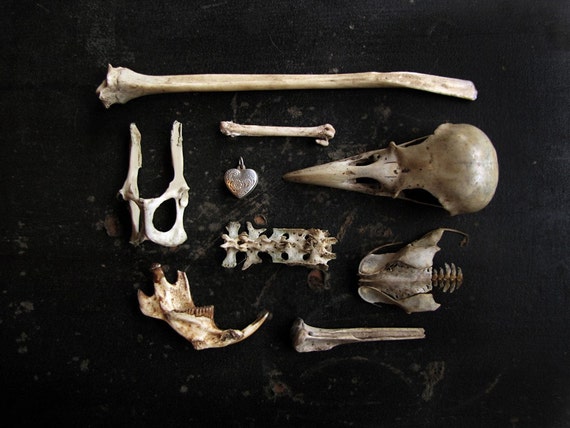 Death takes a lover - 8X10 photograph - found object arrangement - curated collection