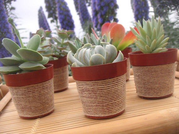 25 Succulent And Cacti Plants, Pots Wrapped In Natural Ribbon, Eco Friendly Favor, Rustic Wedding