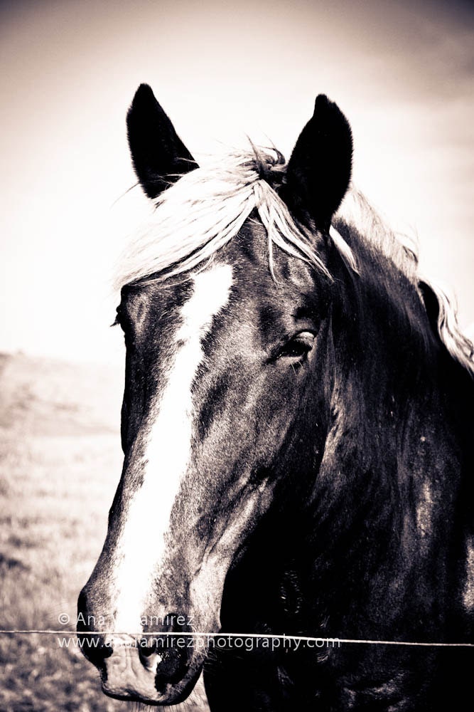 The Beauty, horse photography wall art, gifts, decor 8 x 12 photographic print