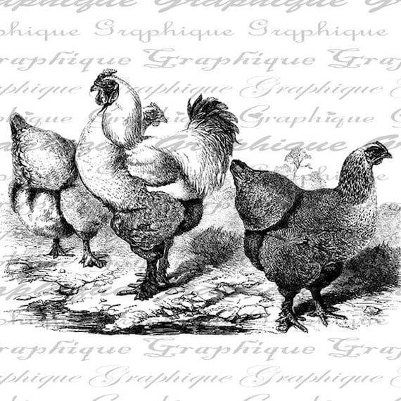 Rooster And Hens Birds Farm Animals Digital Image Download Transfer To Pillows Totes Tea Towels Burlap No. 2364