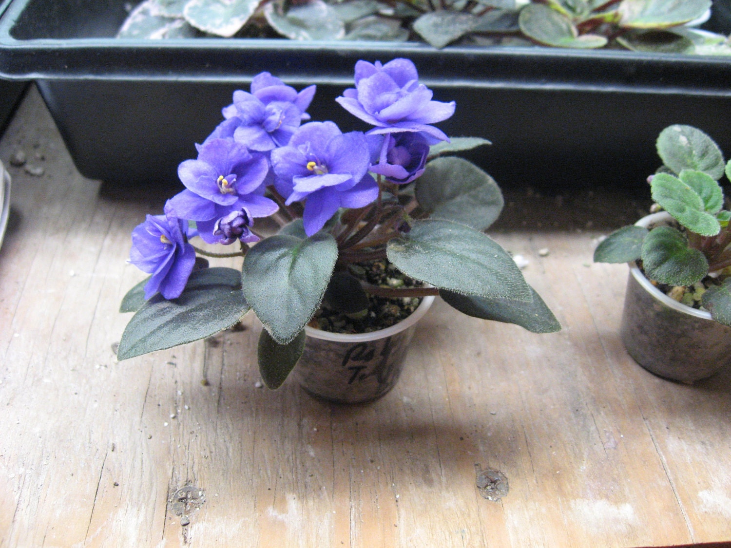 African Violet, live plant, SHAN, we're talking really blue