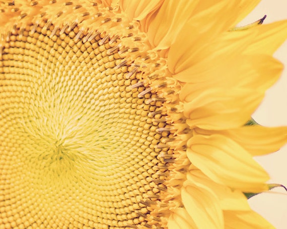 Kansas Sunflower - 8x10 Fine Art Floral Photography Print - Bright Yellow Bloom in Summer with a Colorful Pop - Feminine Home Decor Photo