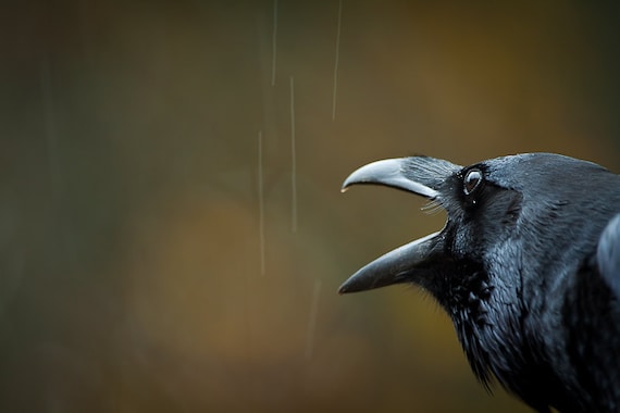 Raven Bird Art - Photo Art Prints - Bird Photography - Fine Art Photography - Nature Photos - Wildlife Photography - Halloween