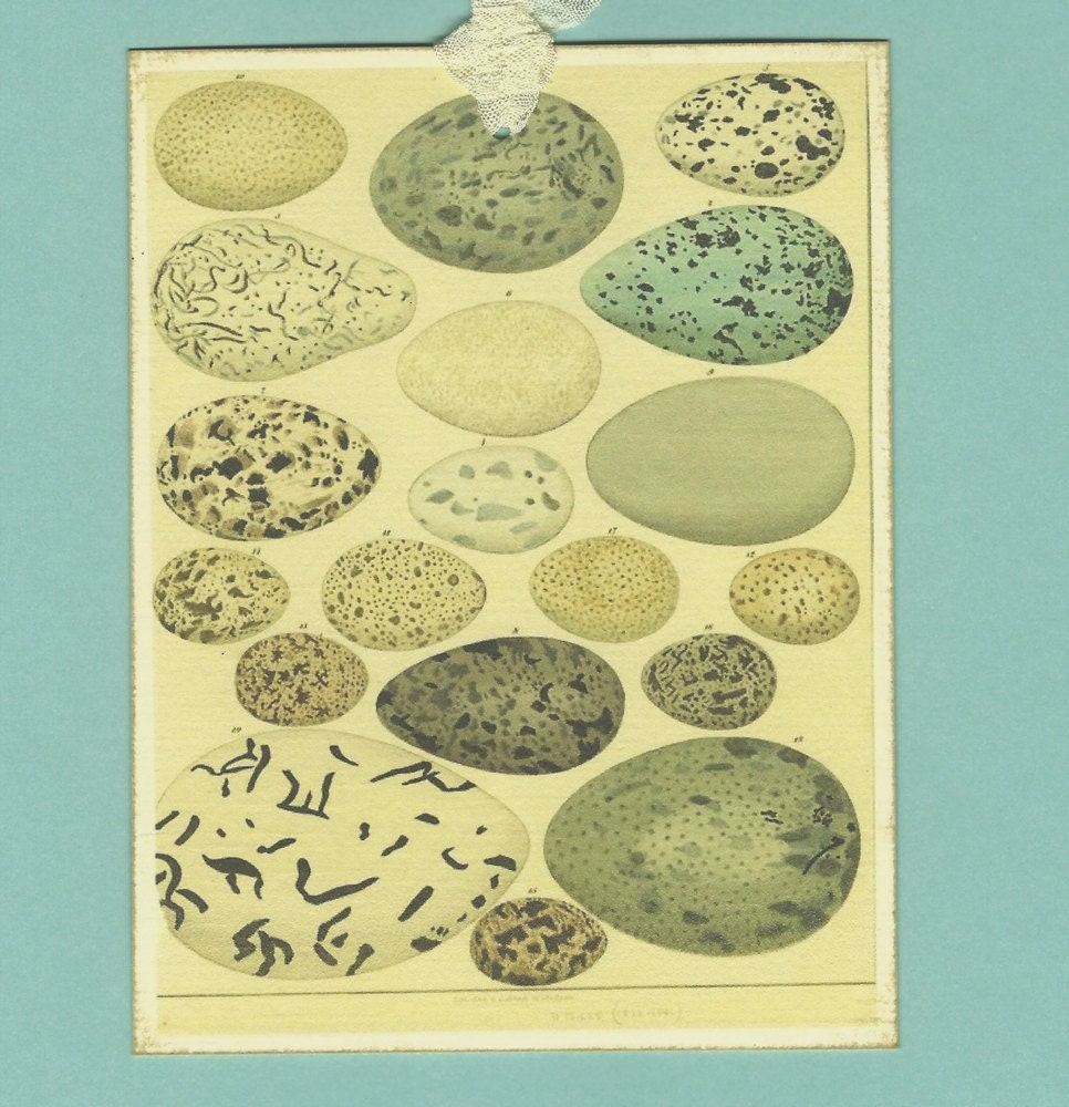 Vintage Style Egg Tags, Antique Bird's Eggs print with antiqued ivory seam binding - 30% Percent Off SALE