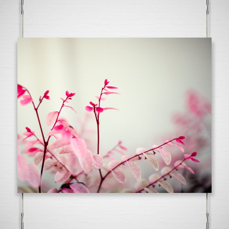 Winter Blush by JPG Photography