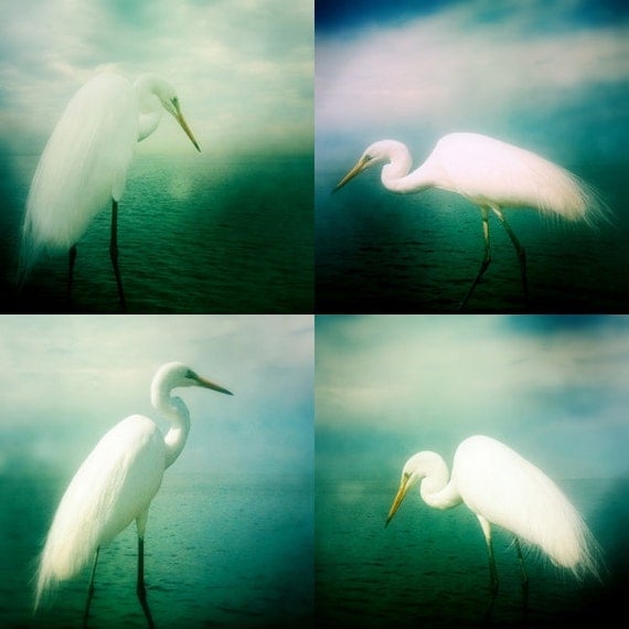 Bird Photography Heron White Egret Bird Photo Print Set 4x4 Nature Beach Ocean Wall Decor