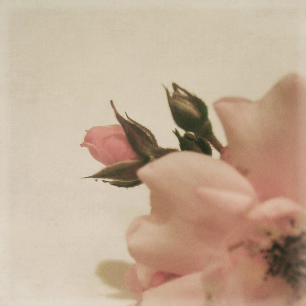 5x5  - Floral Variations 1