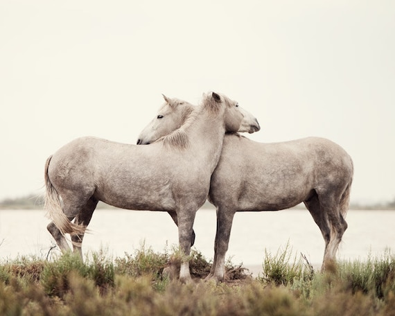 Valentine, Embrace - Nature Photograph, Valentine's Day, White Horses, Horse Photography, Wall Decor, Nursery Art, Baby's Room