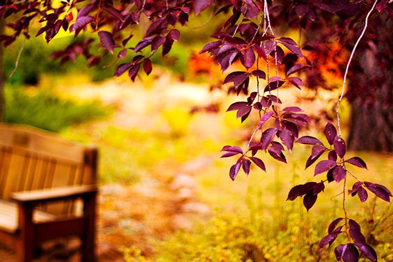 Fall Photo, Autumn Photograph, Fall, Autumn, Autumn foliage, table and chairs, colors of fall, nature art print, fall in the park