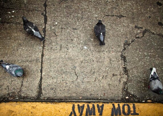 Pigeons in San Francisco on raceytay.etsy.com