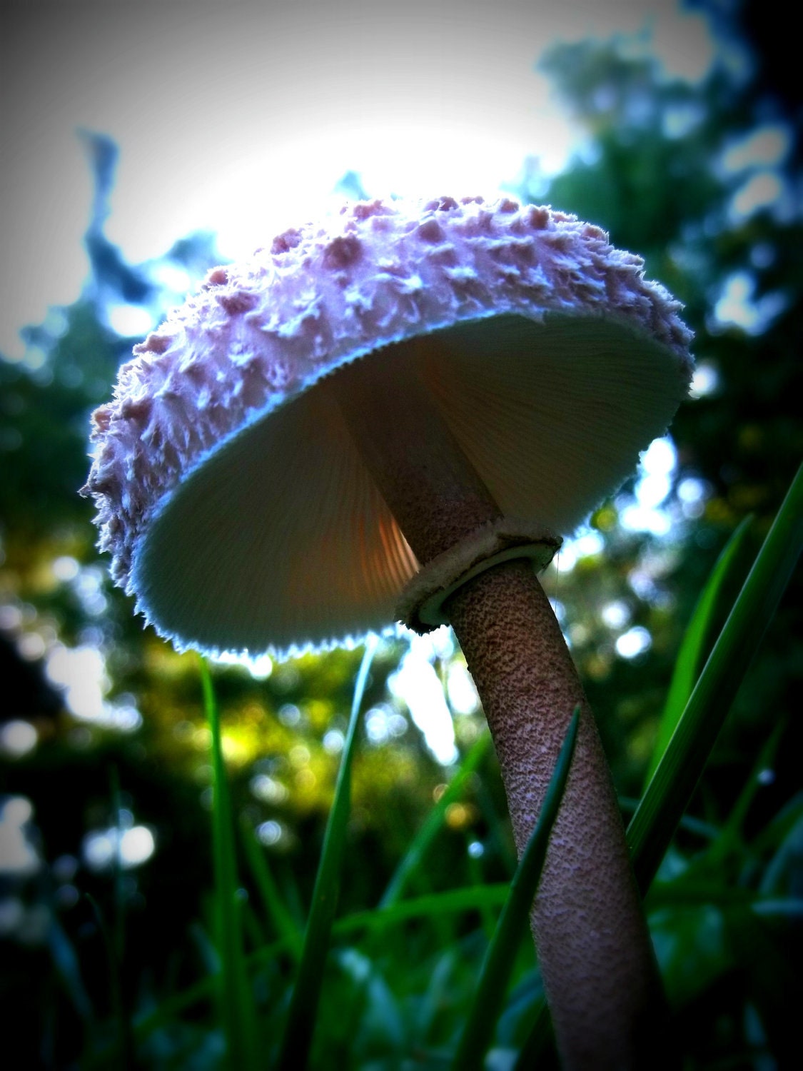 Mushroom Photo Art 8 x 10 Earthy Organic Fairy Home