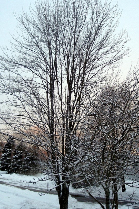 Winter Twilight Through The Trees Photo, 4 x 6 ,  Fine Art Photograph
