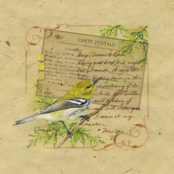 Letter to Chloe 1 - Black-throated Green Warbler