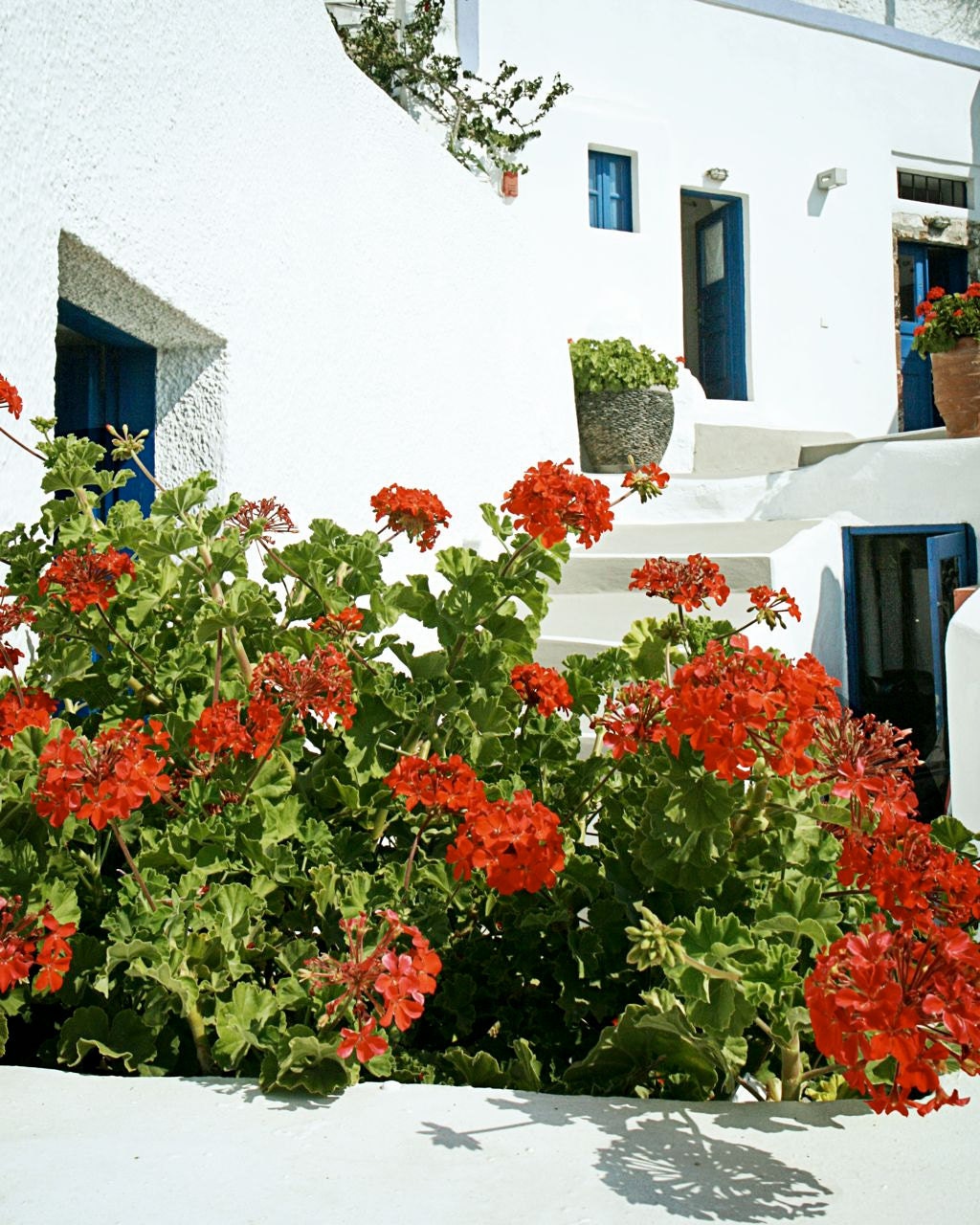 Greece Photography - Red Geraniums in Santorini - Greek Travel Photography - Mediterranean Home Decor - Wall Art - Red White Green