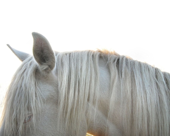 White mane - horse photograph -  pale grey - home decor wall art - 8 x 10 fine art print gbrosseau