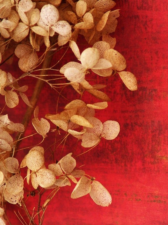Winter Decor Flower Photograph Holiday Hydrangea by galleryzooart on Etsy from etsy.com