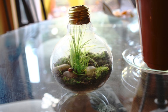 Light Bulb Terrariums (made to order)