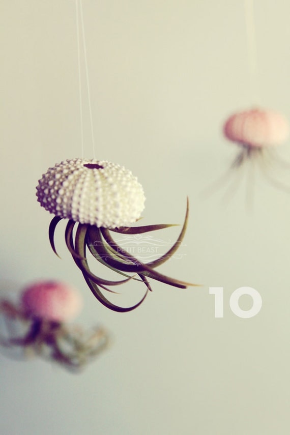 Ten Jellyfish Air Plants // Sea Urchins Hanging Art Installation Wedding Favor Decor Gift Mini Terrarium Kit DIY tiny cute tillandsia