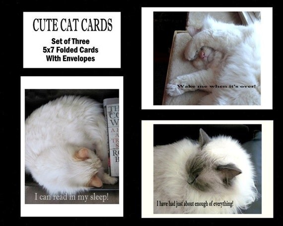Set of Three Cute Cat Photo Cards, "All occasion", 5 x 7 folded blank greeting card
