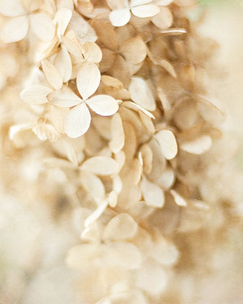  tan peach ivory Wedding Decor Hydrangea Picture Flower Art 8x10