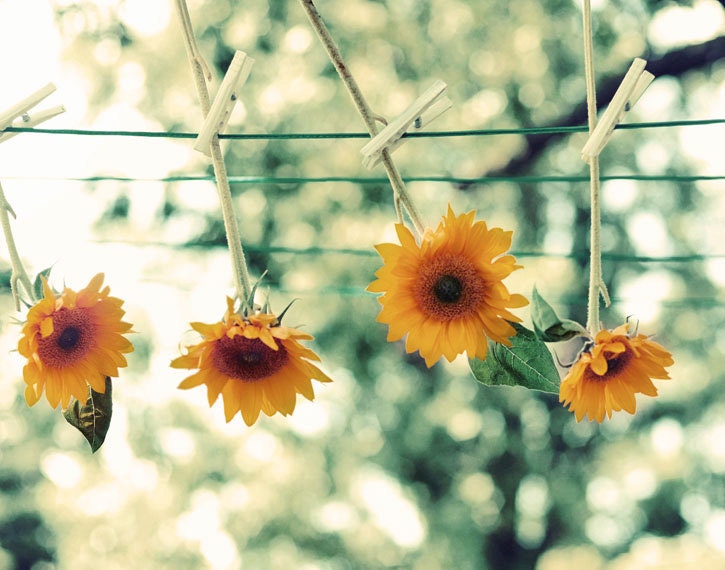 Flower Photography - Sunflower On the Line Print 5x7 Nature Print - yellow orange green flowers hanging